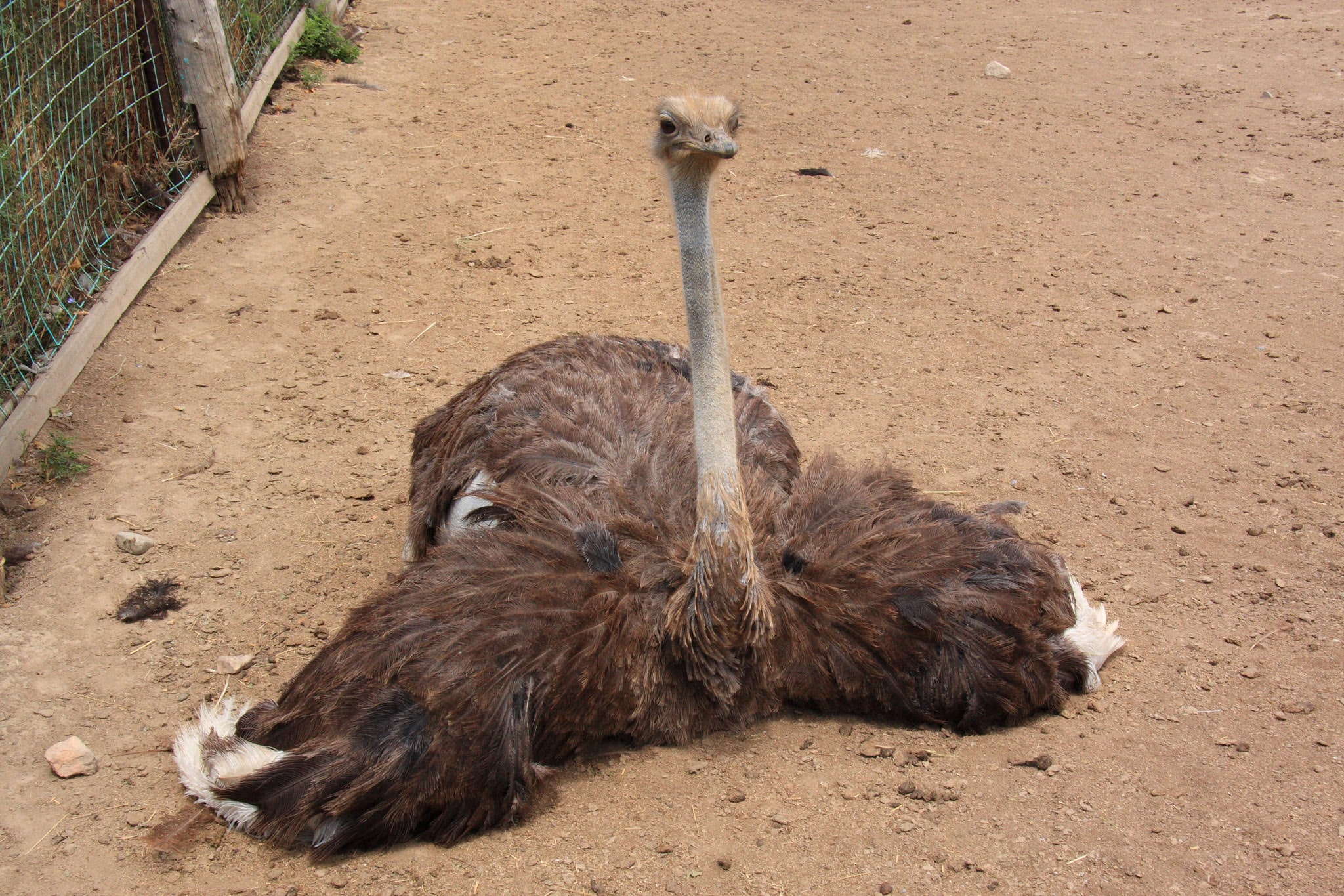 ostrich-disease